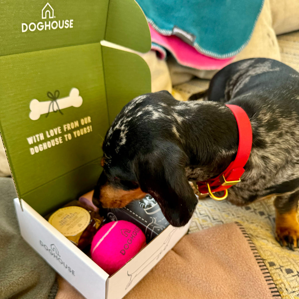 Hotel Starter Pack for Dog Friendly Hotels