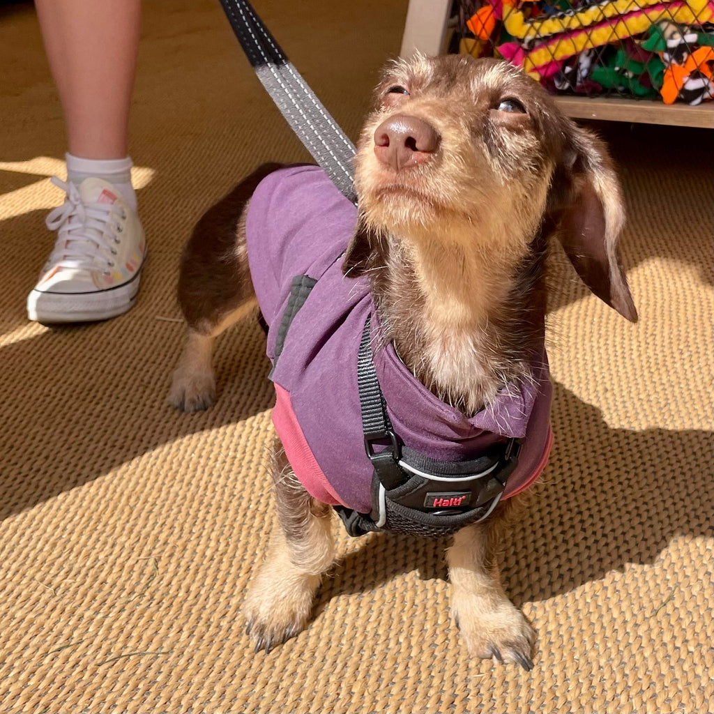 Dachshund Summer Ponte T-Shirt