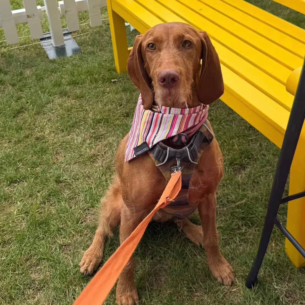 Pawliora Multi Stripe Dog Bandana