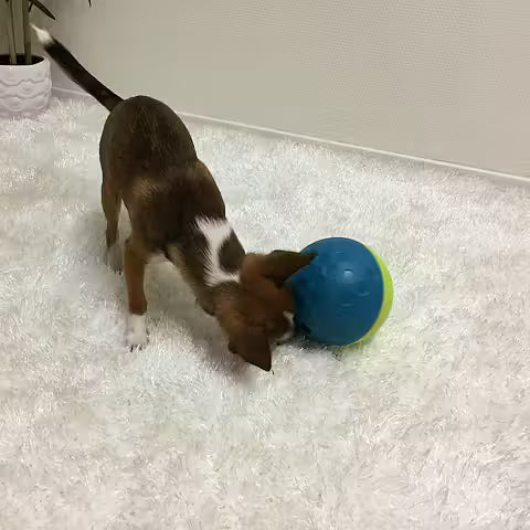 Nina Ottosson Treat Tumble Ball Toy