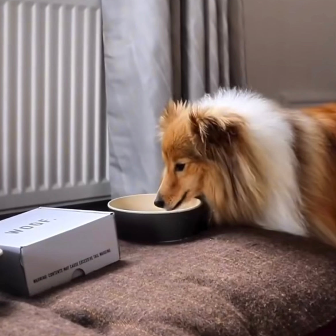 Hotel Starter Pack for Dog Friendly Hotels