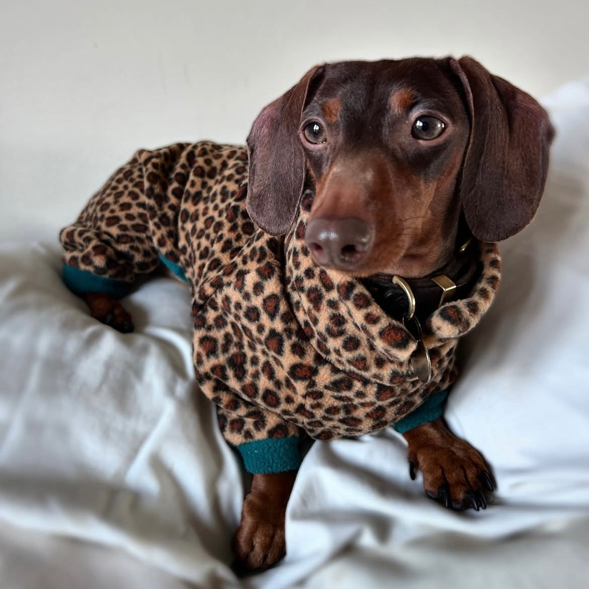 Dachshund Wild Animal Print Fleece Suits with 4 Legs
