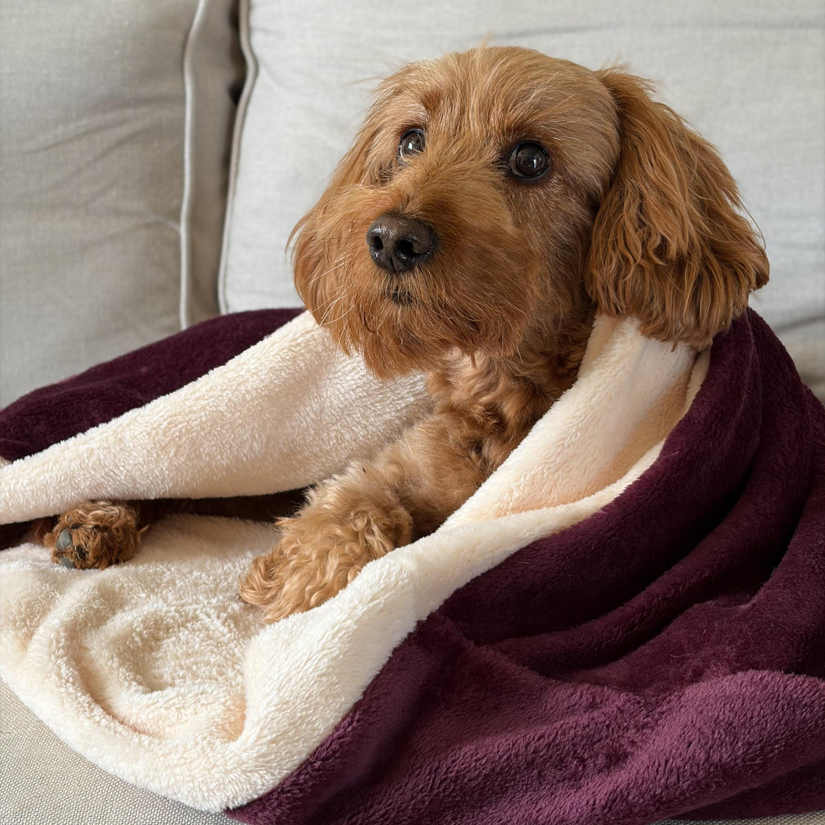 Pawliora Snuggle Sacks