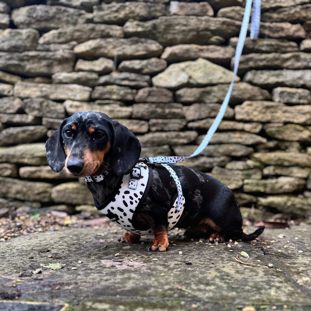 Pawliora Everyday Comfort Harness in Dalmatian Spot