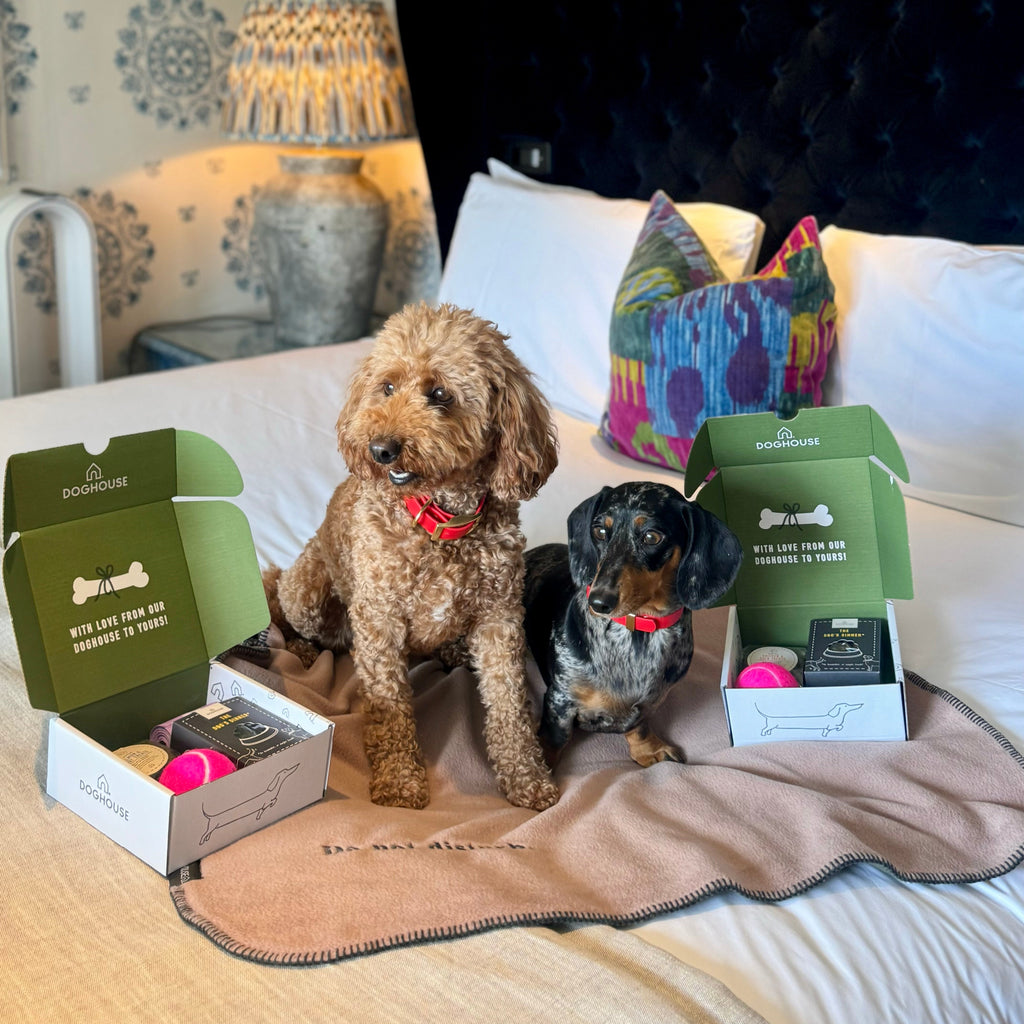 Hotel Starter Pack for Dog Friendly Hotels