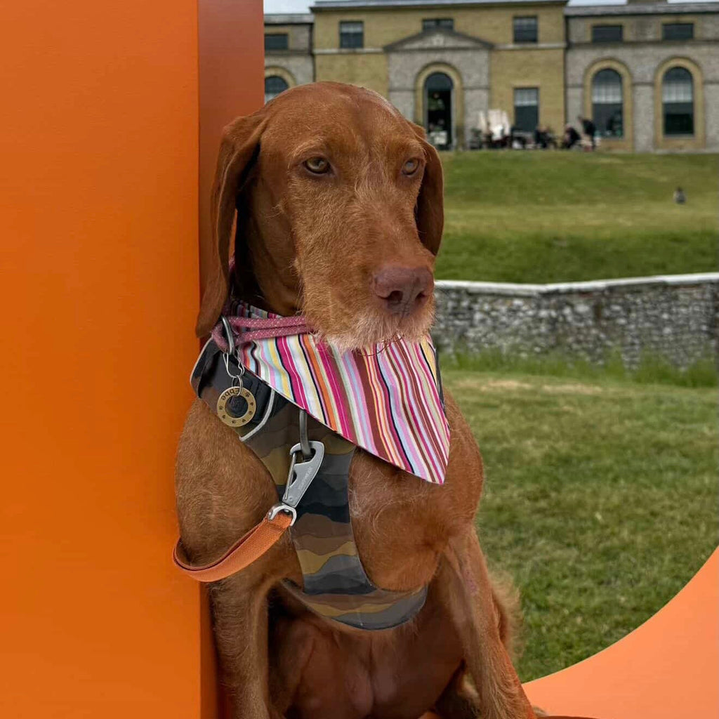 Pawliora Multi Stripe Dog Bandana