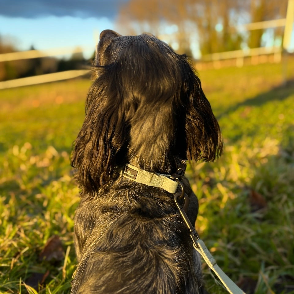 Pawliora Everyday Comfort Dog Collar in Olive Green