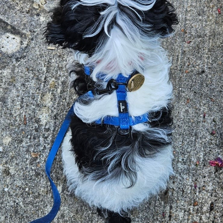 Pawliora Everyday Essential Harness in Navy Blue
