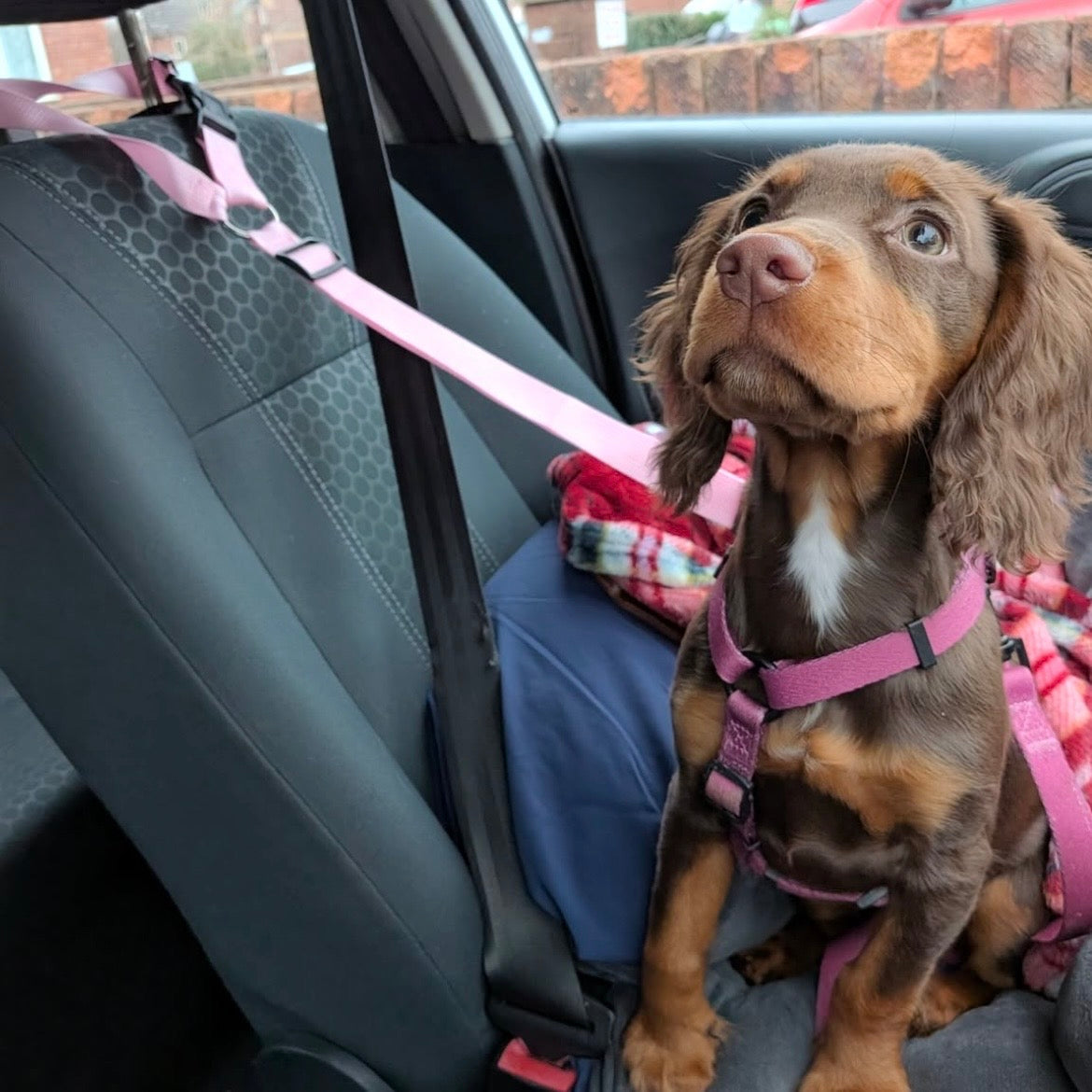Pawliora Everyday Essential Harness in Dusty Rose