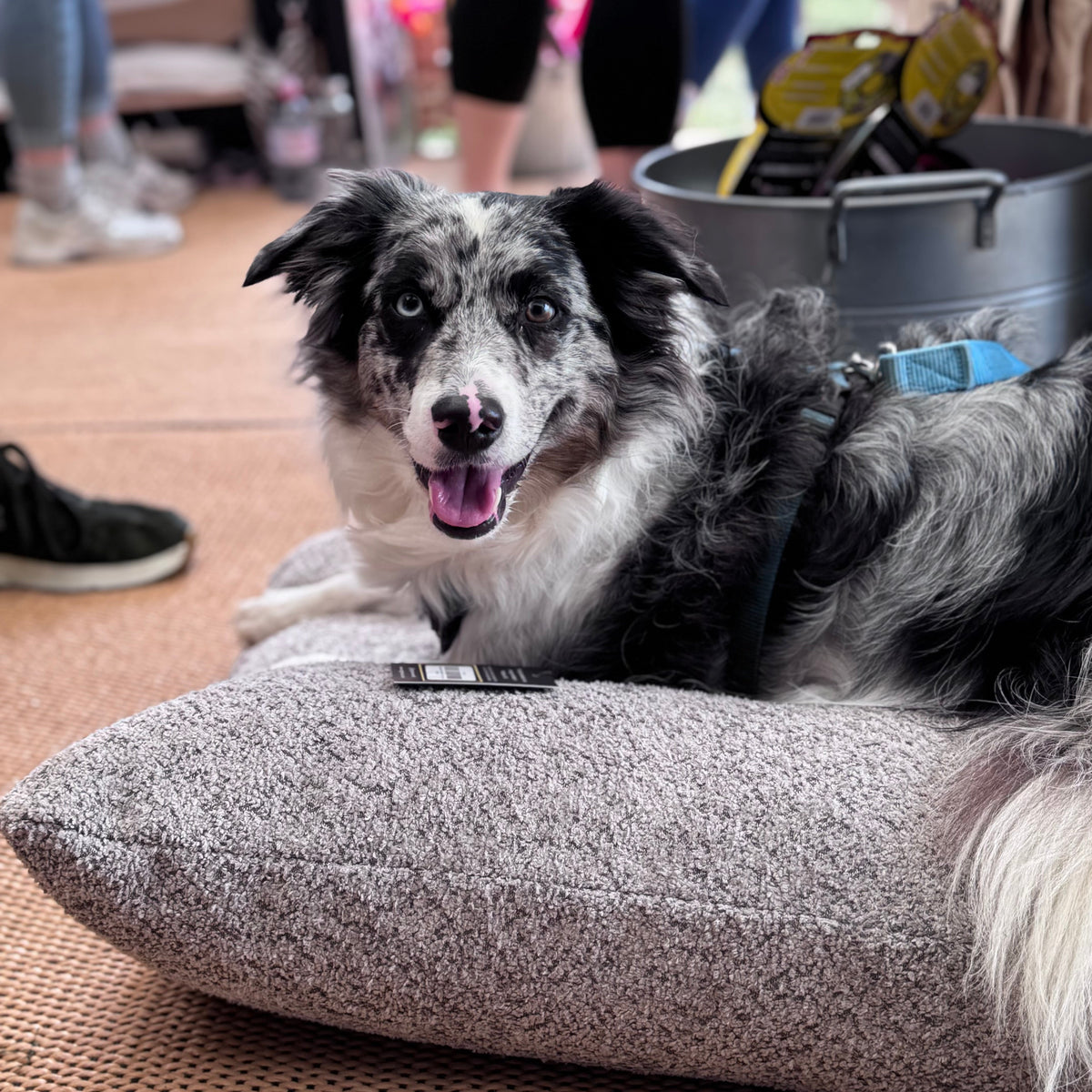 Pawliora Chenille Bed Pad for Dogs