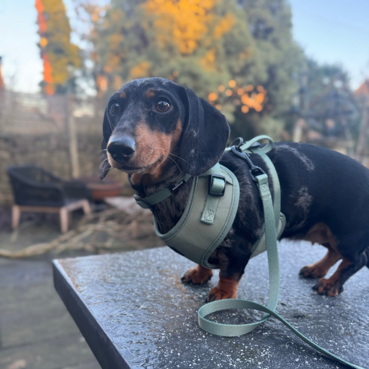 Pawliora Everyday Comfort Dog Lead in Olive Green