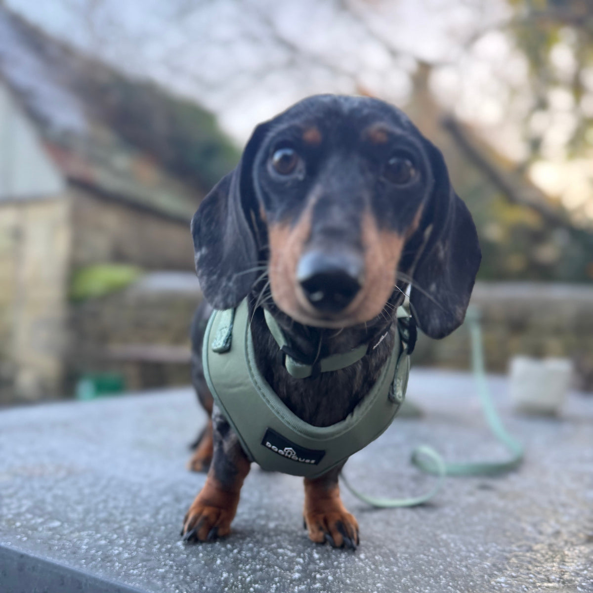 Pawliora Everyday Comfort Harness in Olive Green