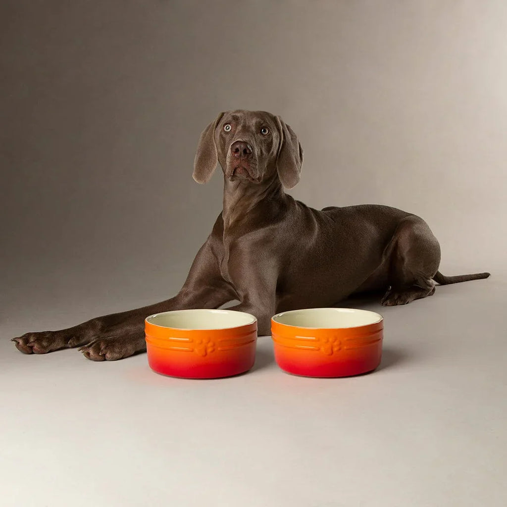 Scruffs Ombre Bowls for Pets