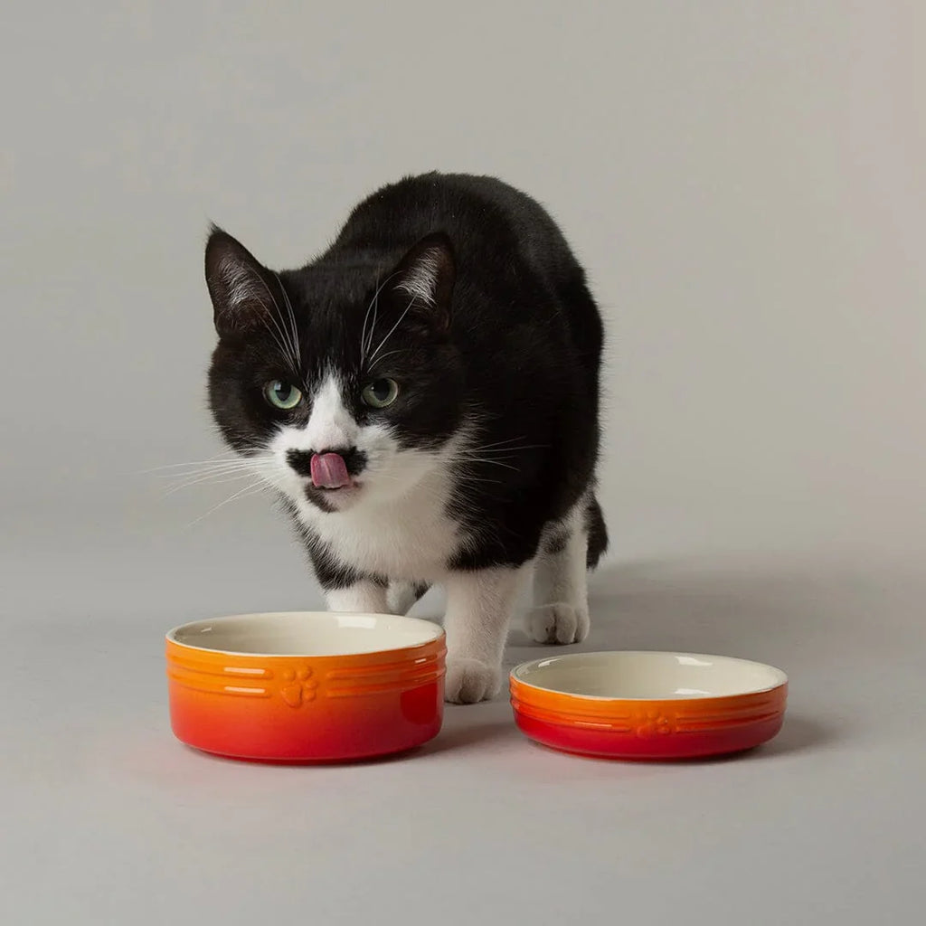 Scruffs Ombre Bowls for Pets