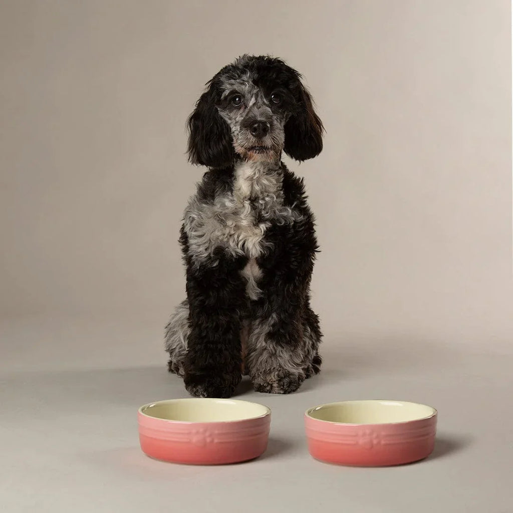Scruffs Ombre Bowls for Pets
