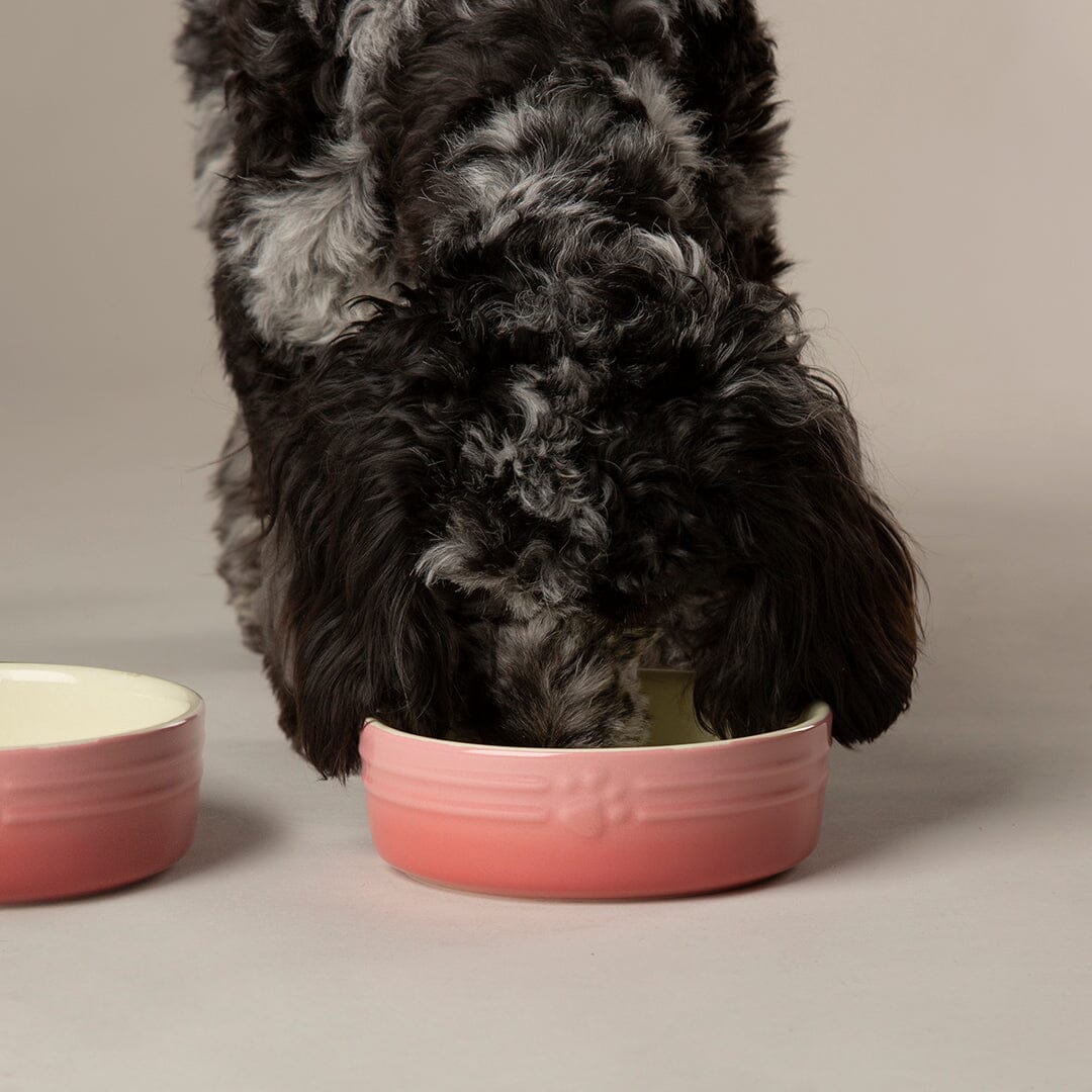 Scruffs Ombre Bowls for Pets