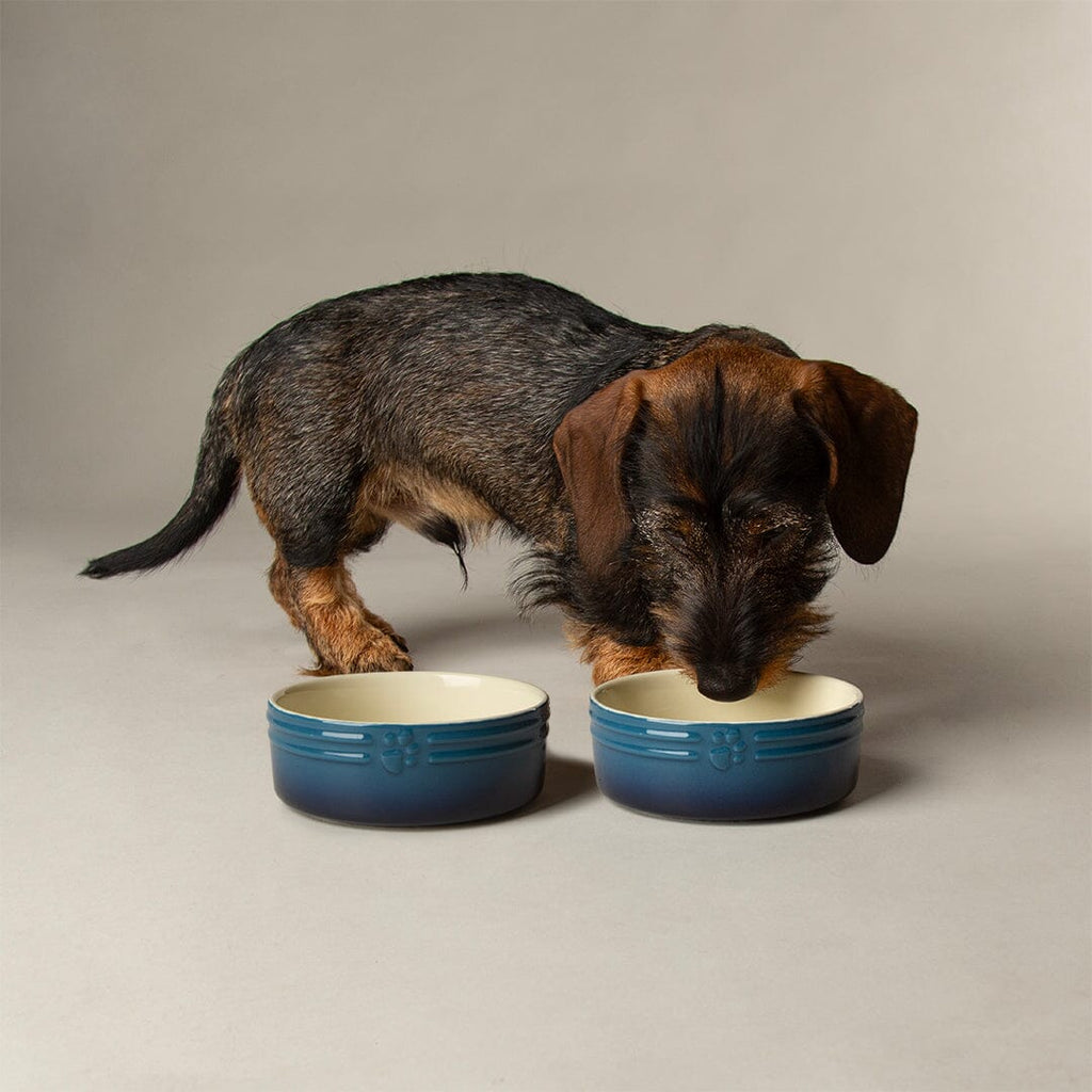 Scruffs Ombre Bowls for Pets