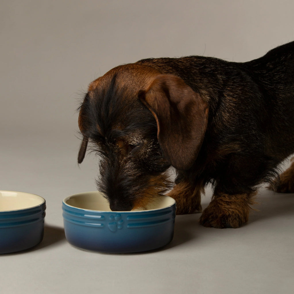 Scruffs Ombre Bowls for Pets