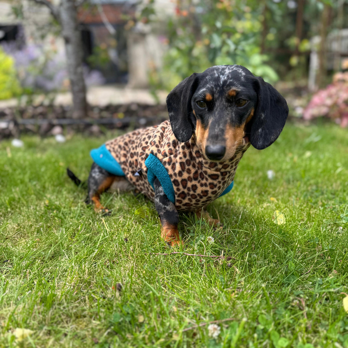 Dachshund Wild Animal Print Fleece Jumper