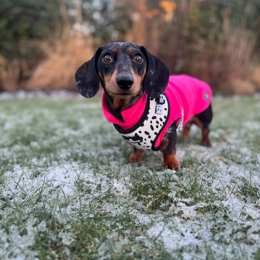 Pawliora Everyday Comfort Harness in Dalmatian Spot