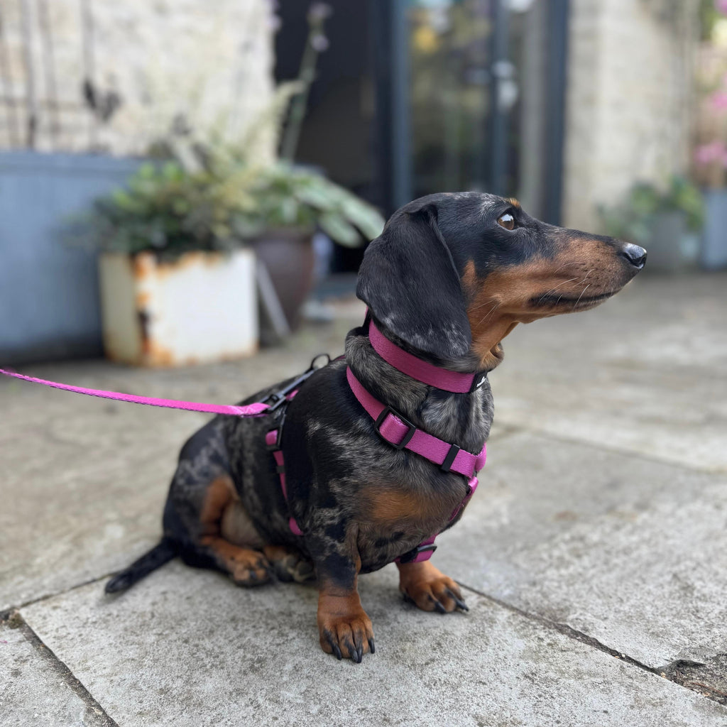 Pawliora Everyday Essential Harness in Dusty Rose