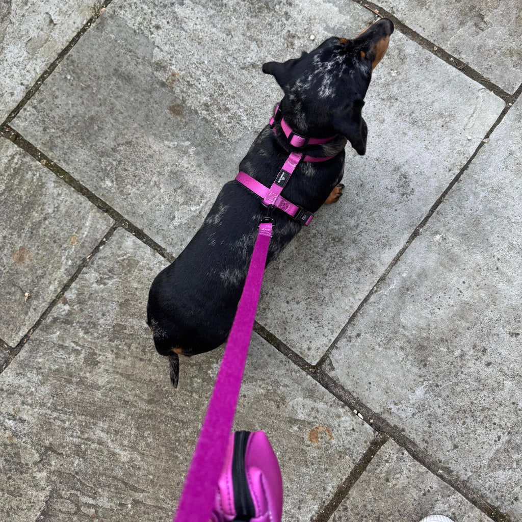 Pawliora Everyday Essential Harness in Dusty Rose