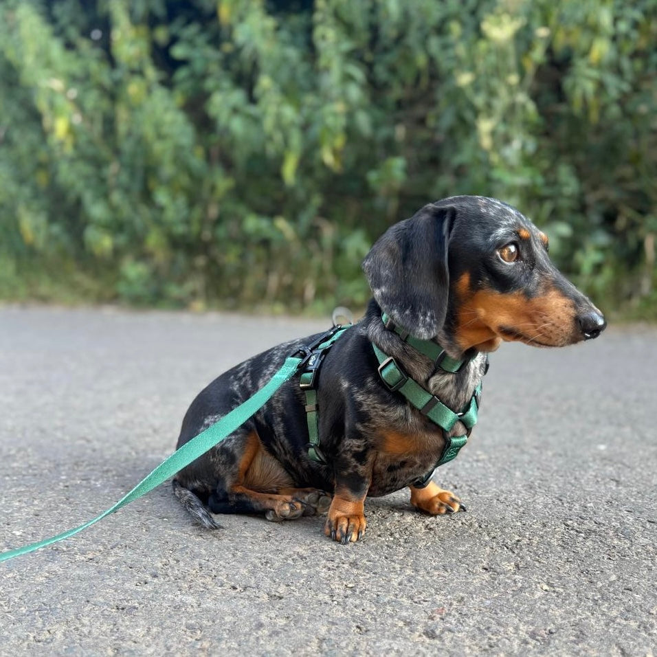 Pawliora Everyday Essential Harness in Forest Green