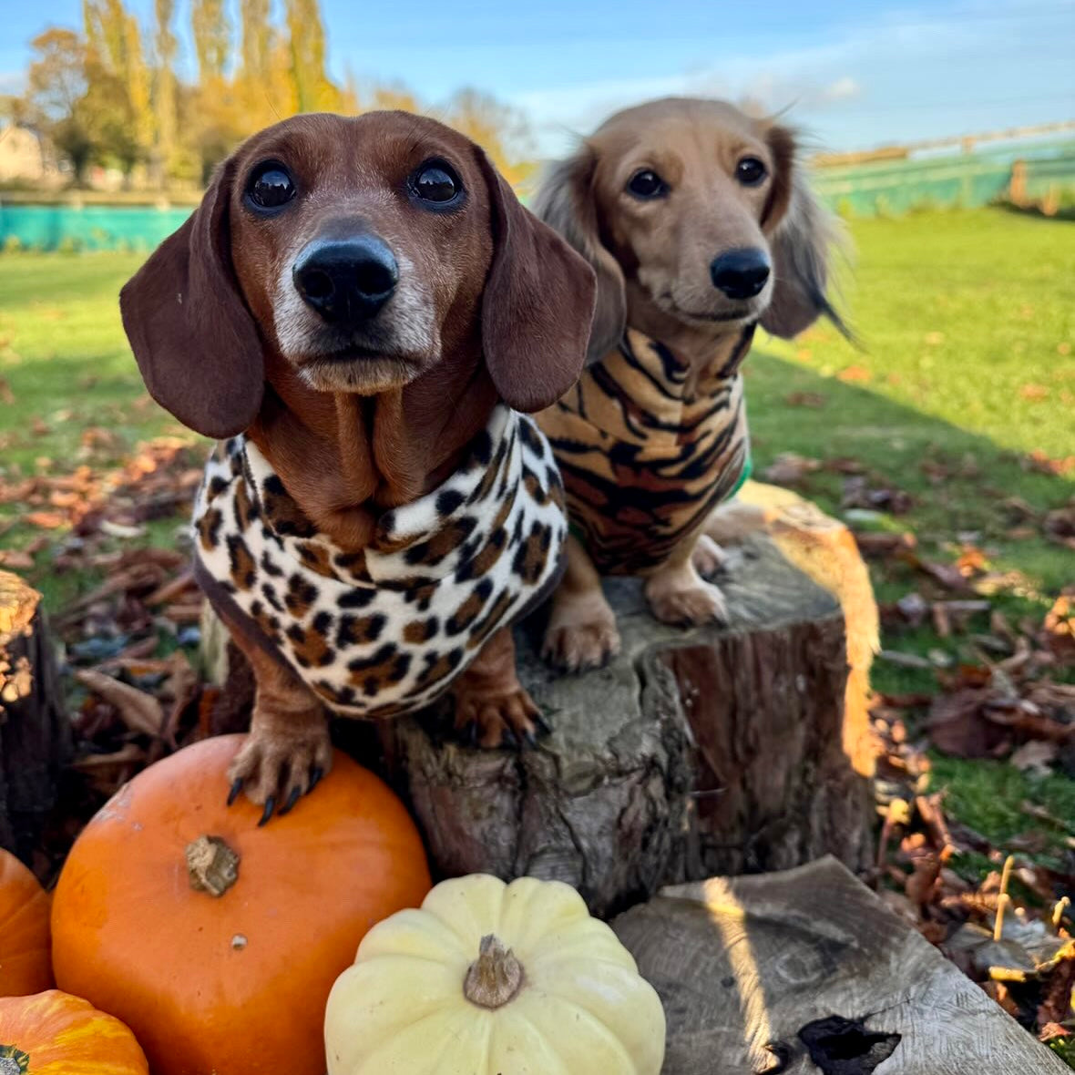 Dachshund Wild Animal Print Fleece Jumper