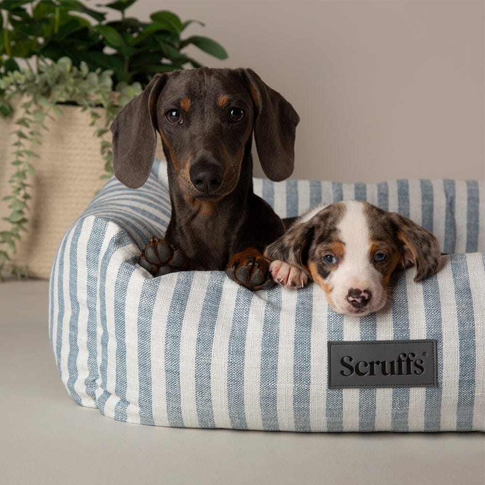 Scruffs Blue Coastal Dog Bed