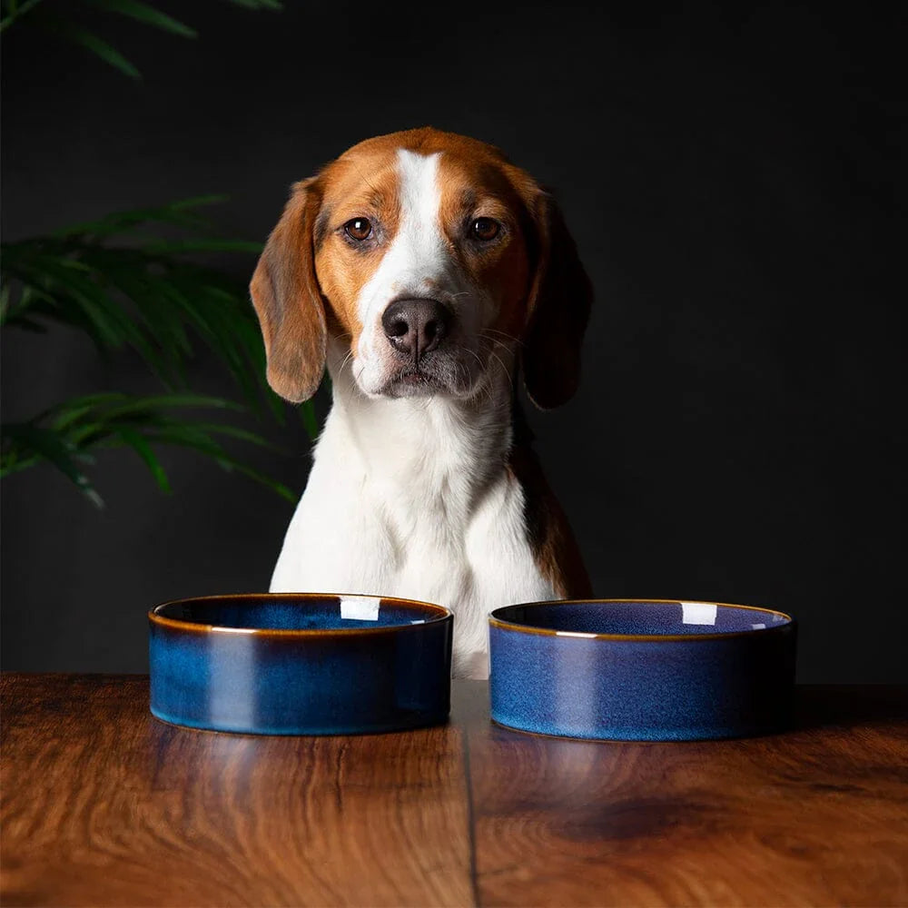 Scruffs Reactive Glaze Pet Food Bowl