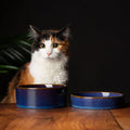 Scruffs Reactive Glaze Pet Food Bowl