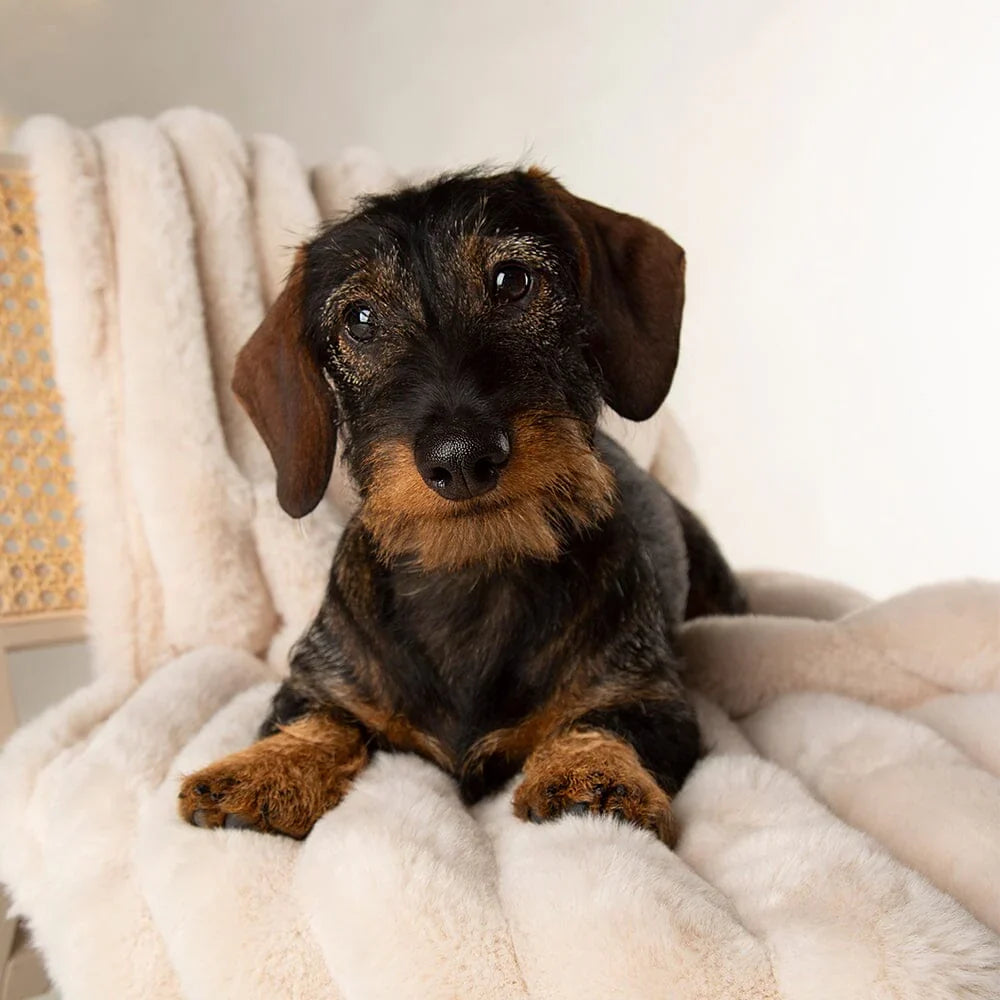 Scruffs Aspen Pet Blanket