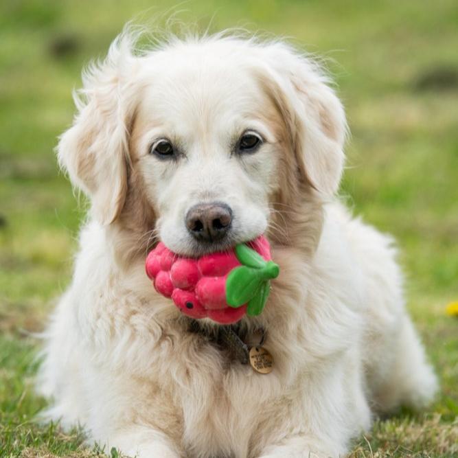 Foodie Faces Latex Raspberry Dog Toy