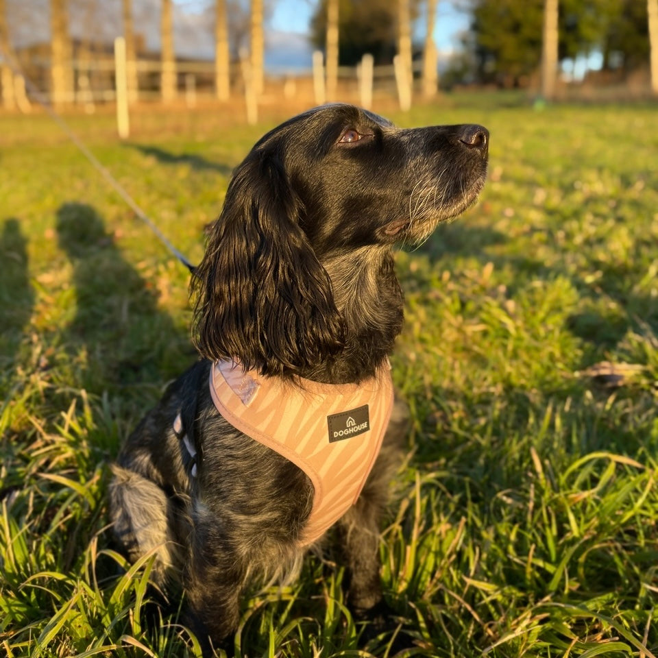 Pawliora Everyday Comfort Harness in Nude Zebra Stripe