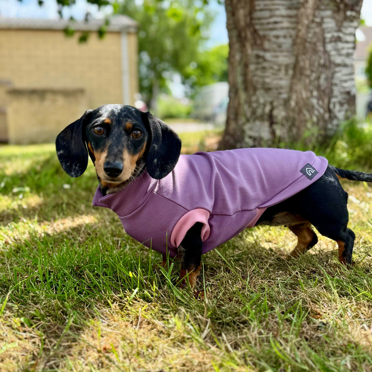 Dachshund Summer Ponte T-Shirt