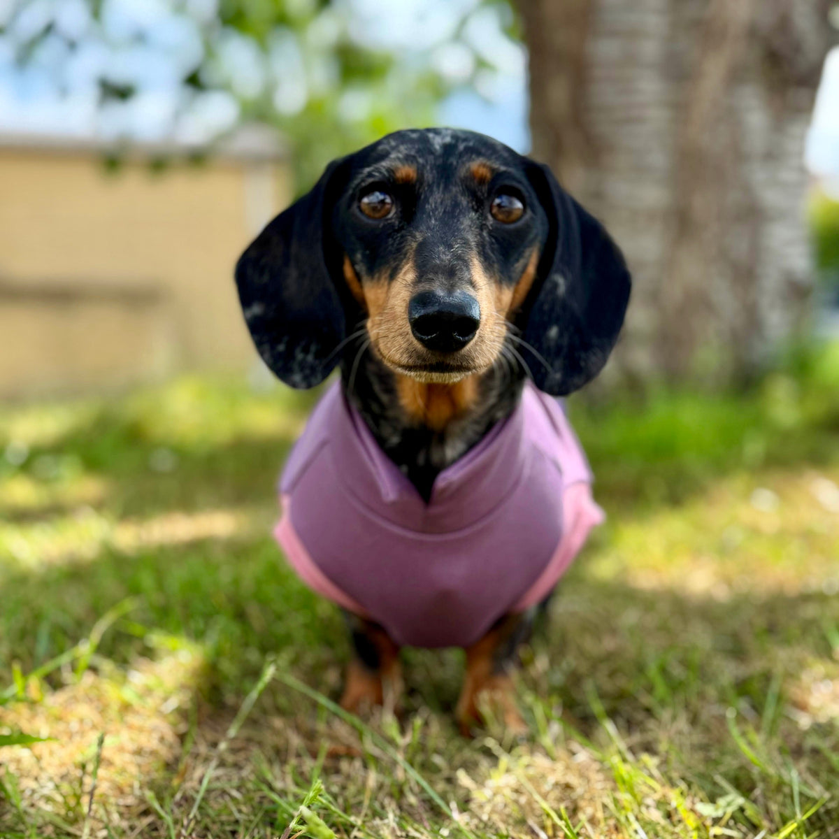 Dachshund Summer Ponte T-Shirt