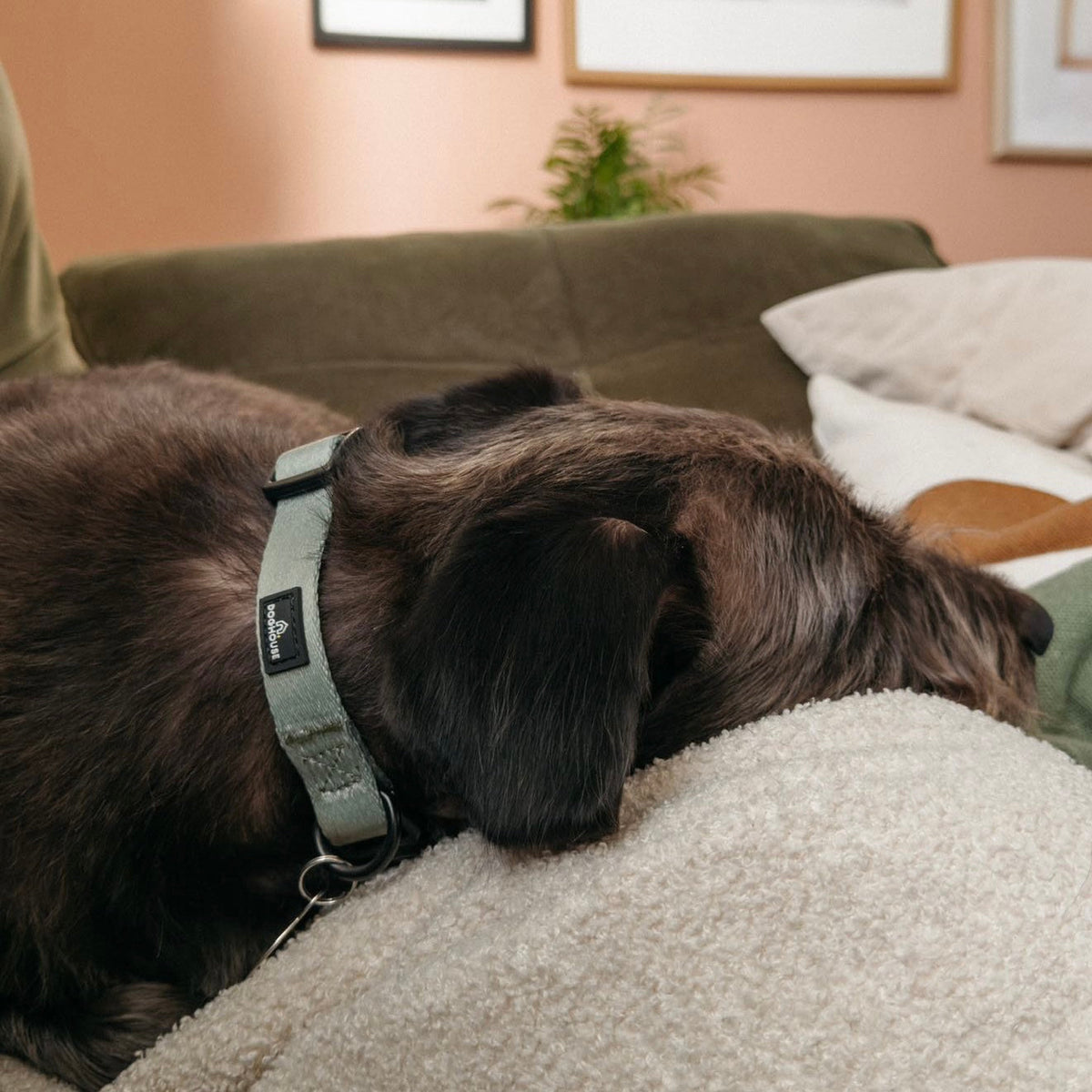 Pawliora Everyday Comfort Dog Collar in Olive Green