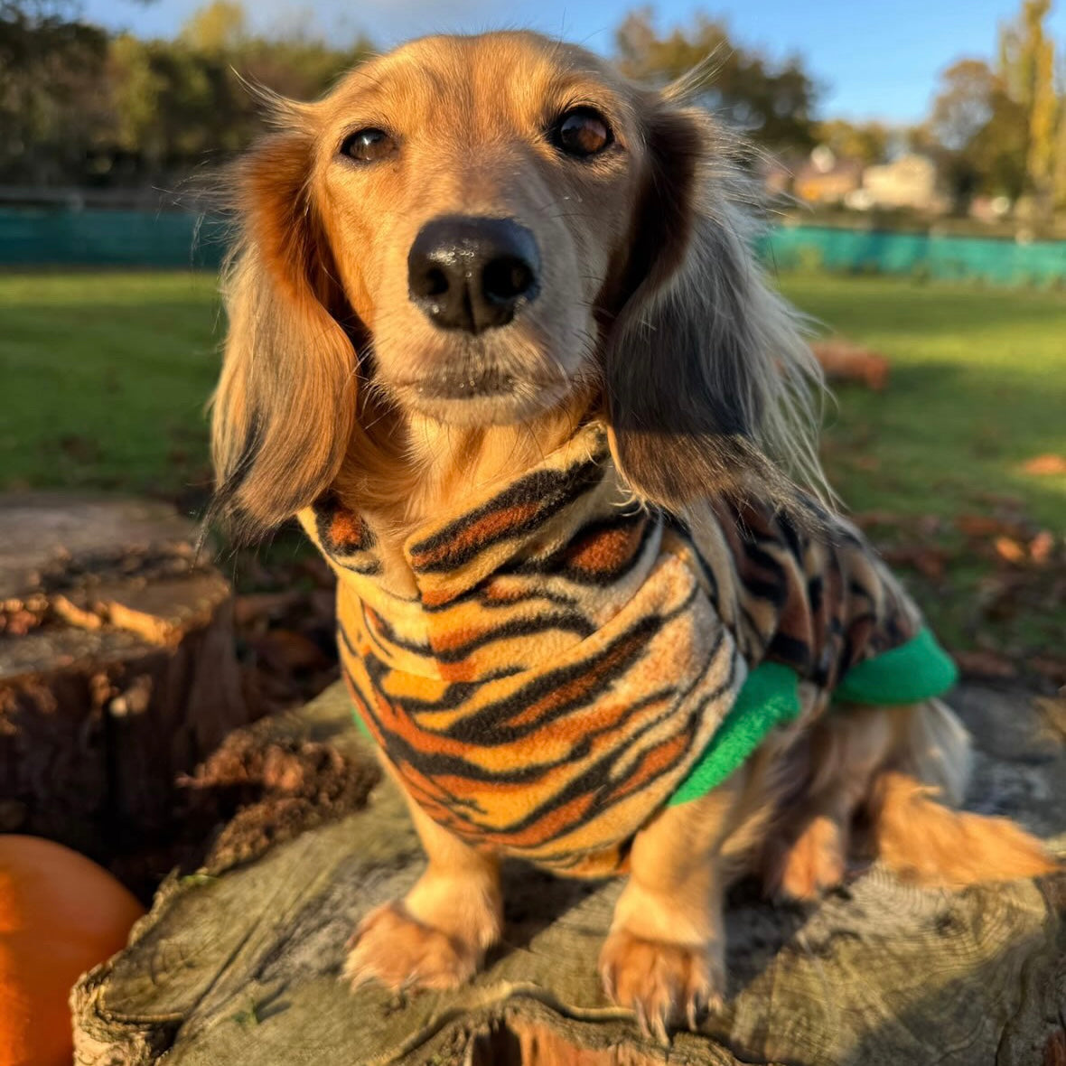 Dachshund Wild Animal Print Fleece Jumper
