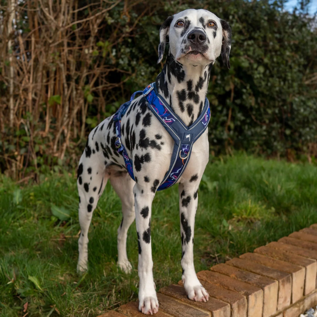 Twiggy Tags Apex Harness in Nebula