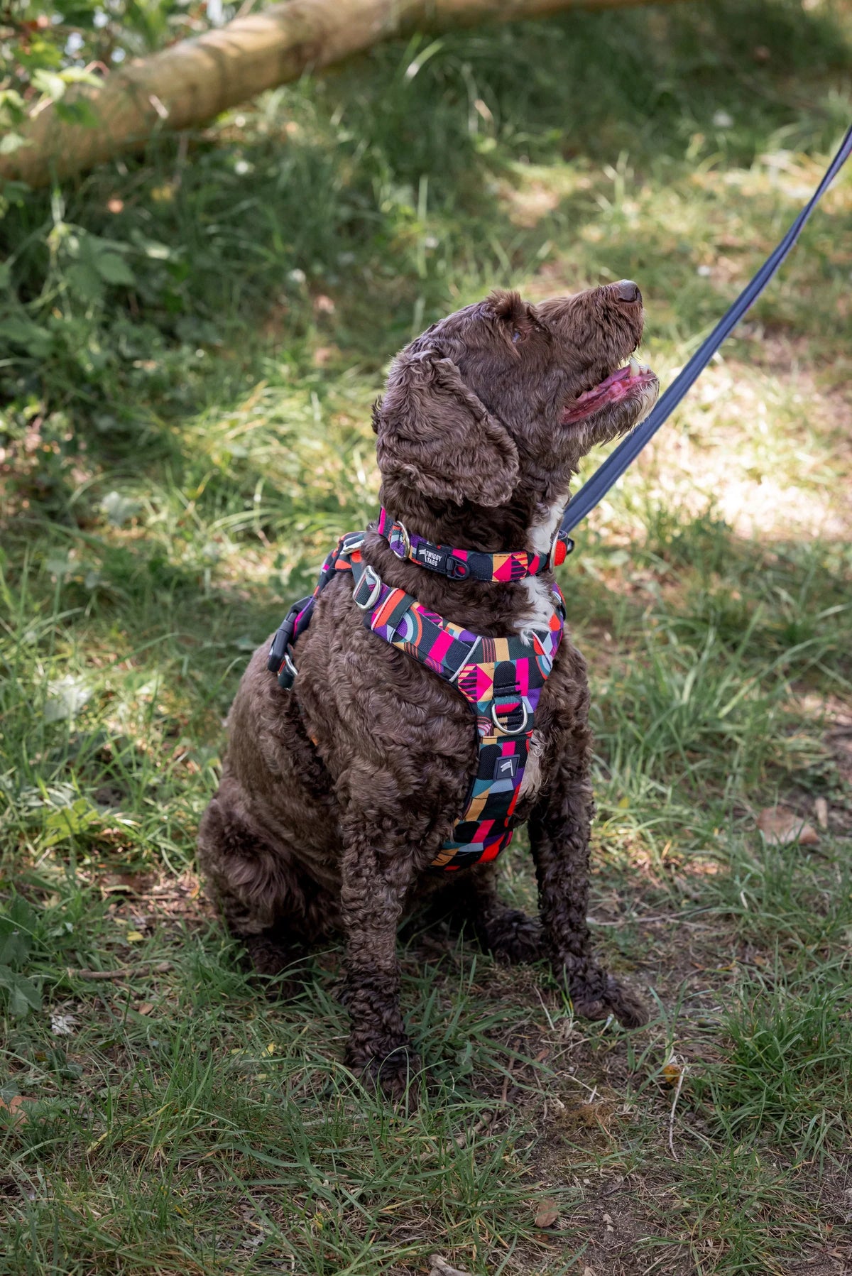 Twiggy Tags Lite Lead
