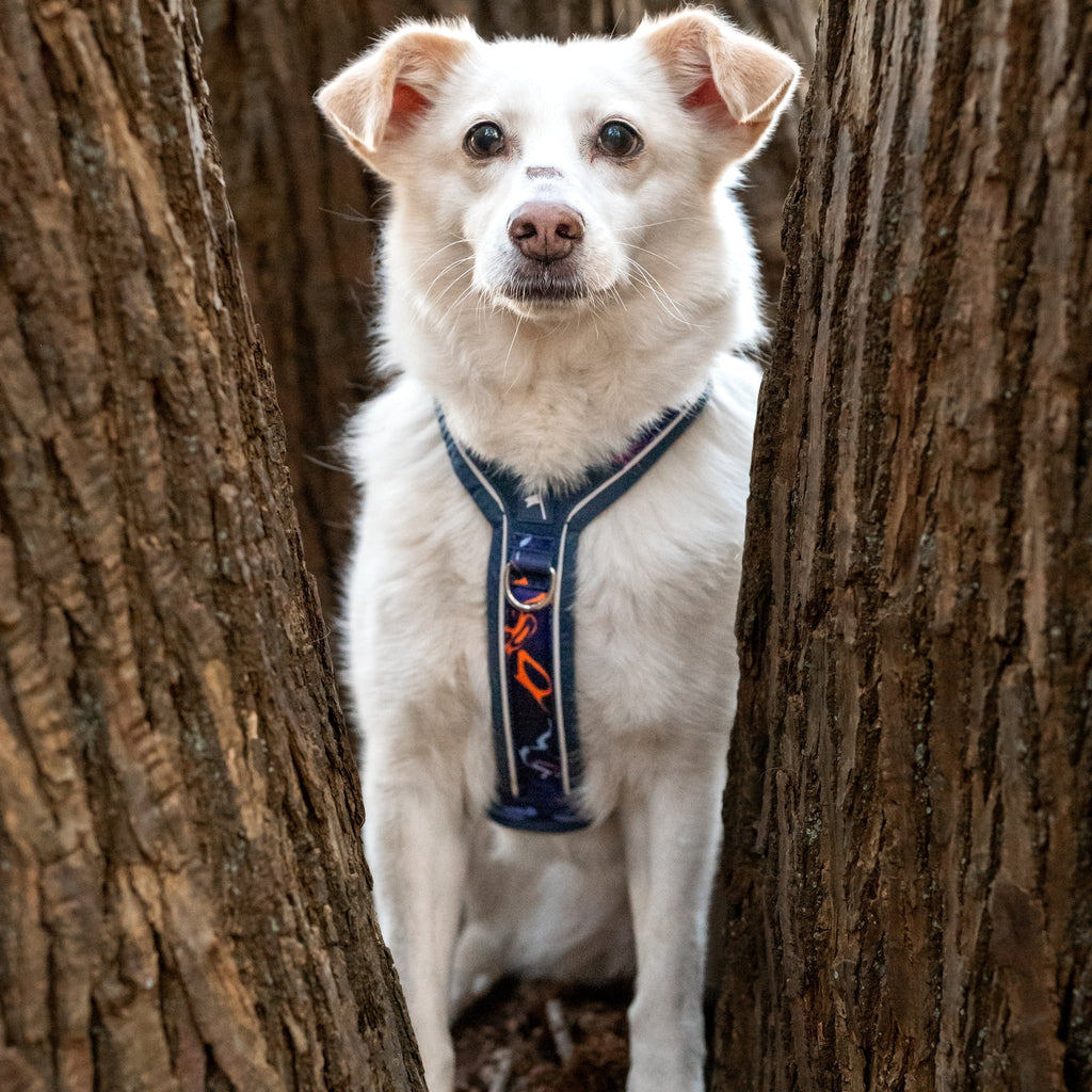Twiggy Tags Apex Harness in Nebula