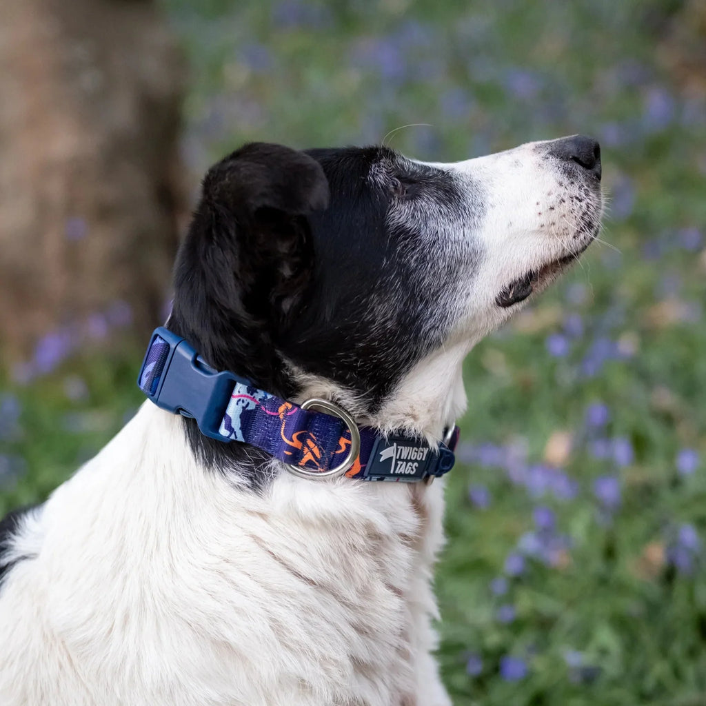 Twiggy Tags Apex Collar in Nebula