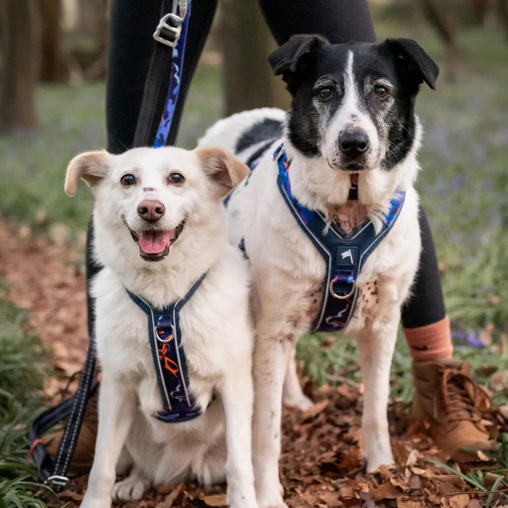 Twiggy Tags Apex Harness in Nebula