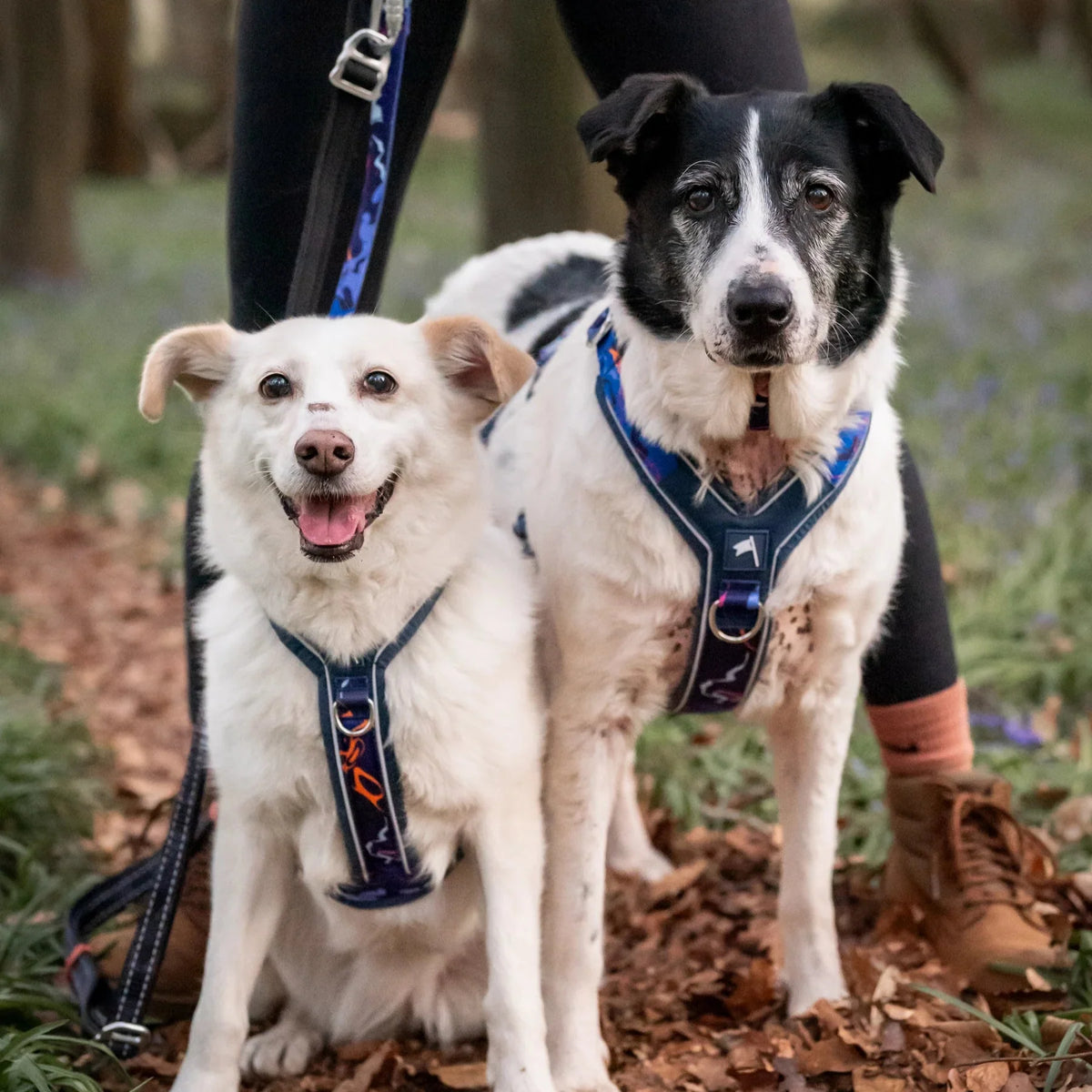 Twiggy Tags Apex Harness in Nebula