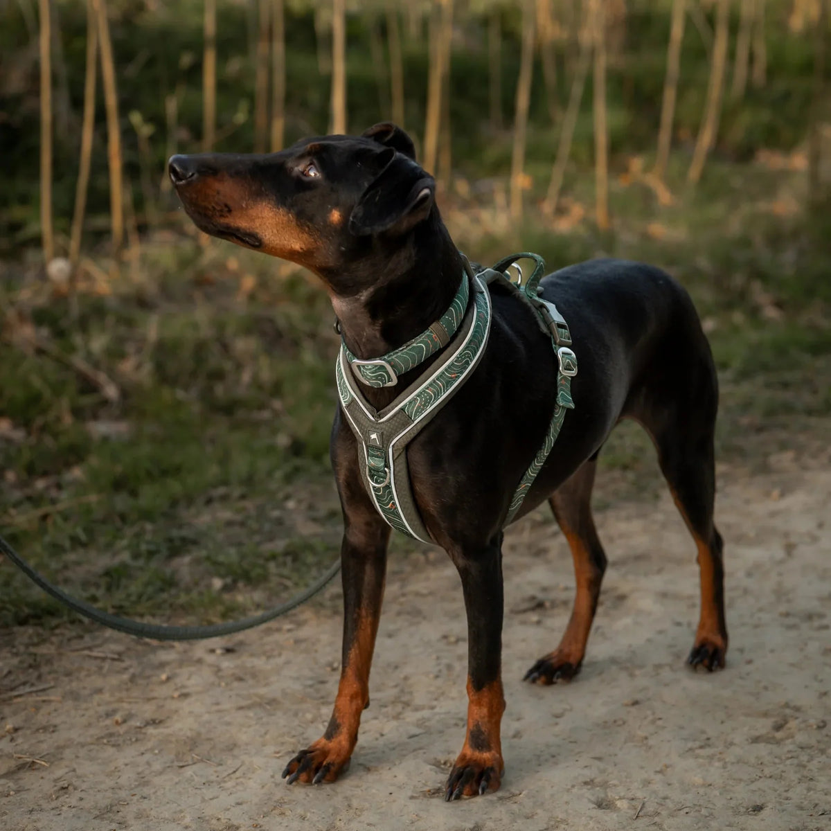 Twiggy Tags Apex Harness in Nomad