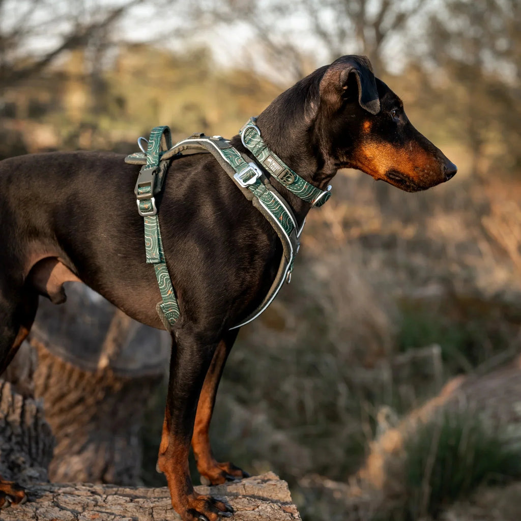 Twiggy Tags Apex Collar in Nomad