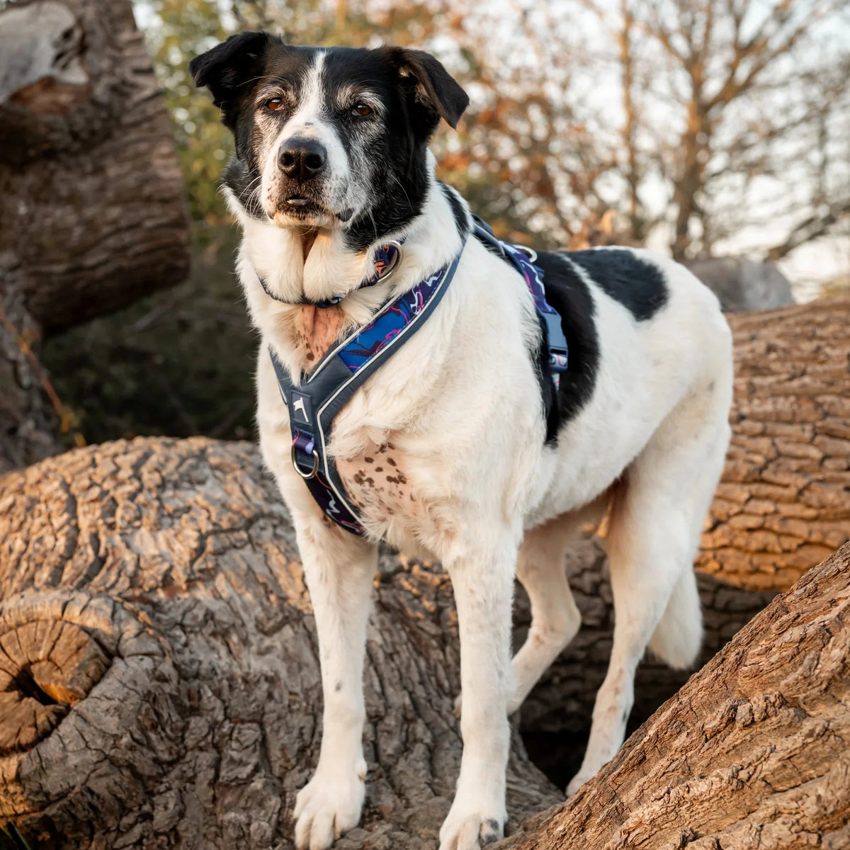 Twiggy Tags Apex Harness in Nebula