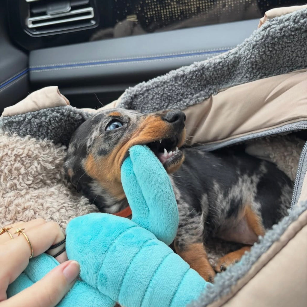 Fluff & Tuff Rachel Mini Lobster