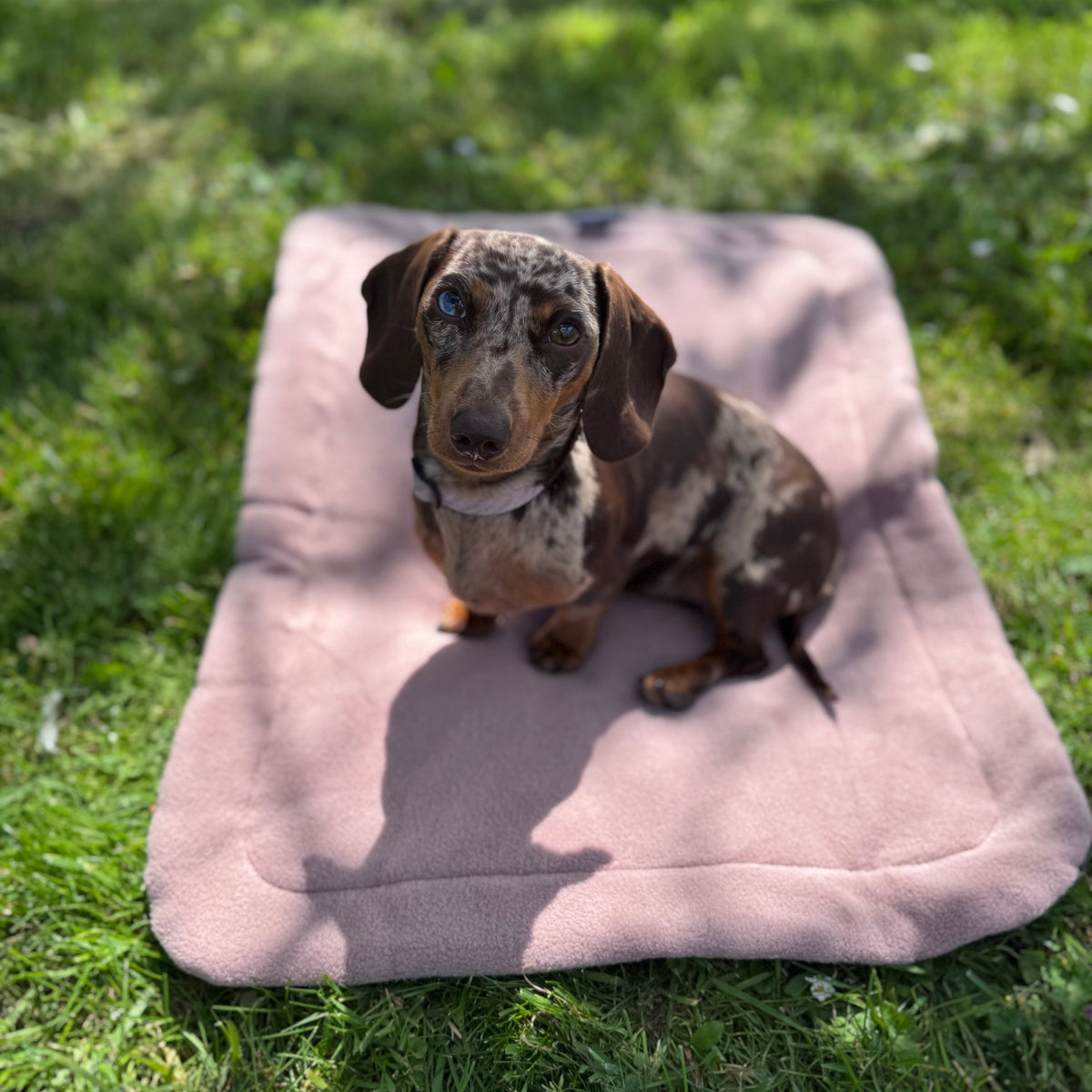 Pawliora Waterproof Pet Settle Mat