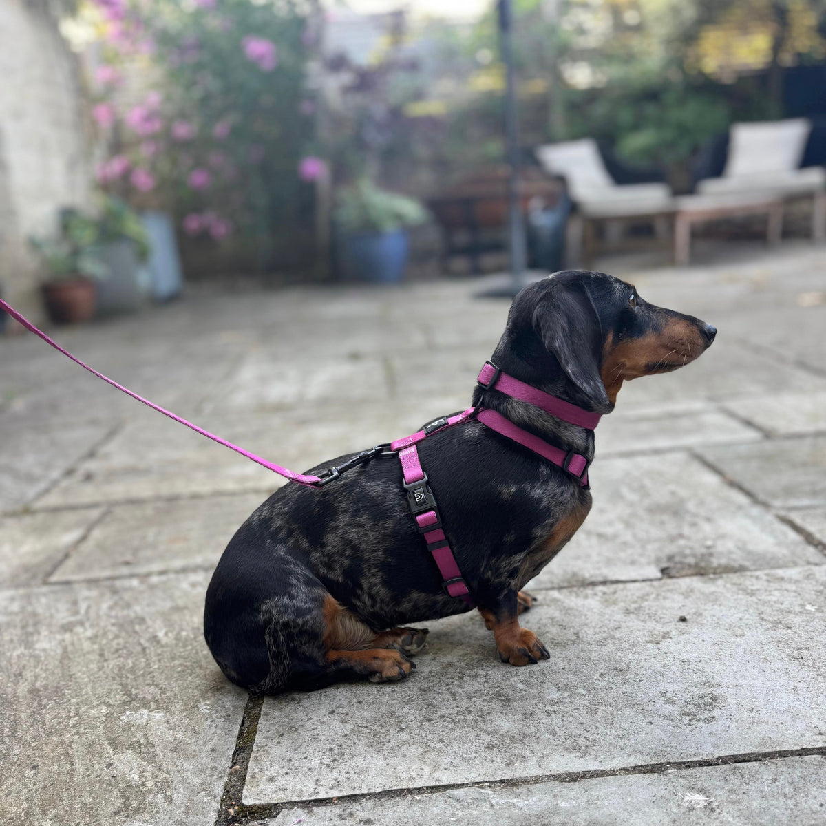 Pawliora Everyday Essential Harness in Dusty Rose